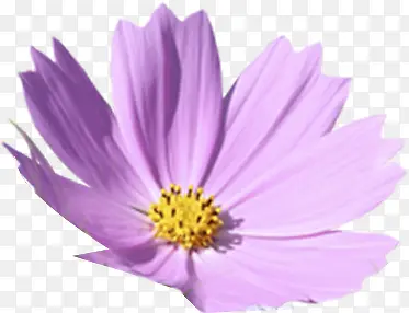 紫色唯美小花盛开