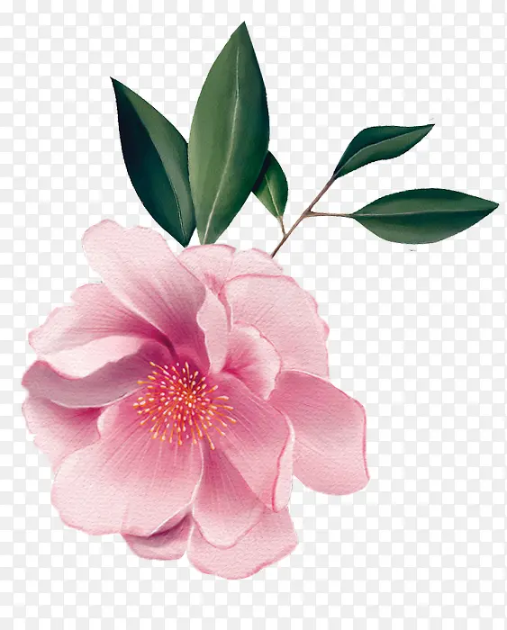 花朵粉色叶子绿色