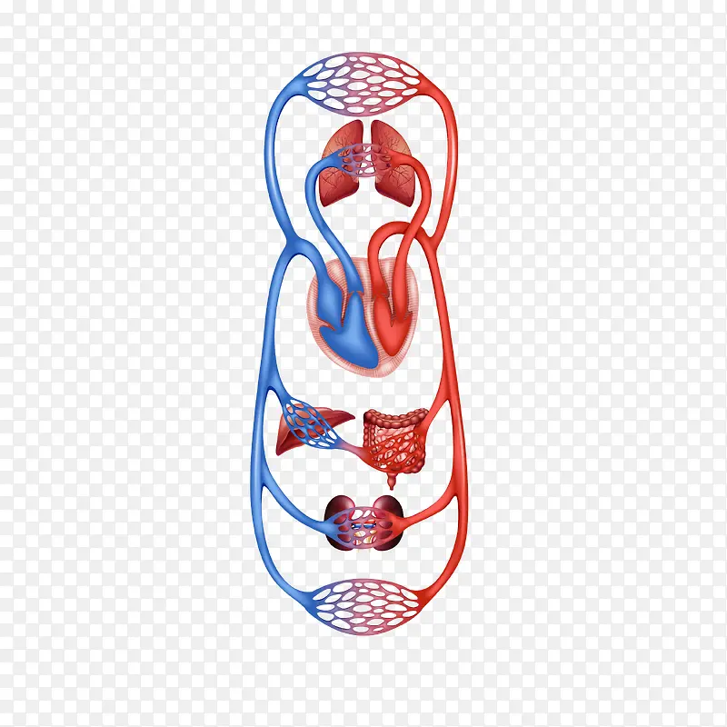人体器官血管矢量图