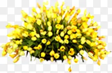 高清摄影合成效果黄色的花卉