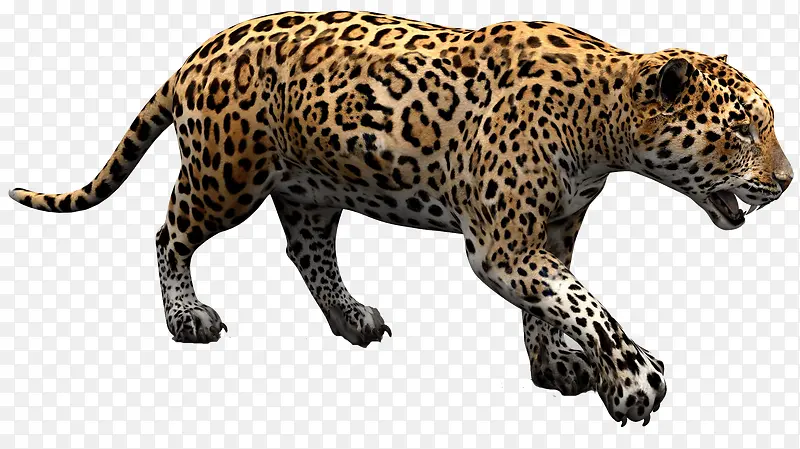 动物猛兽猎豹2