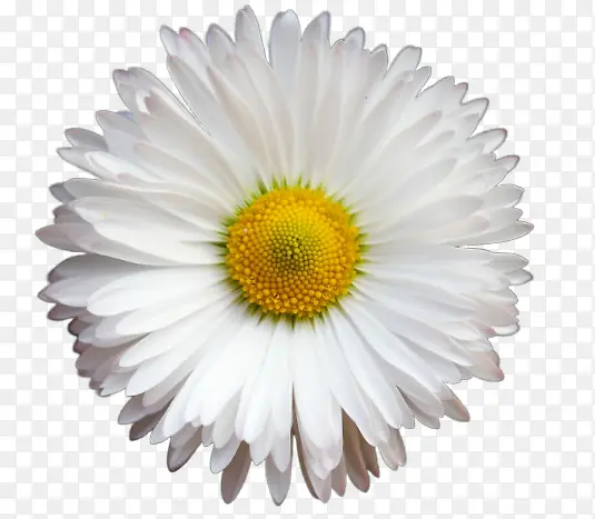 白色菊花花花