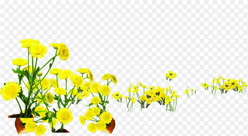 高清创意黄色的花卉