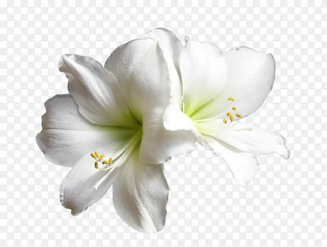 白色双生兰花