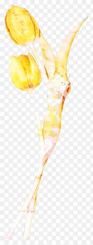 黄色郁金香