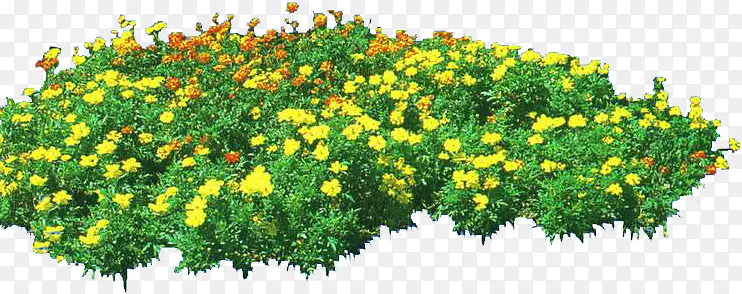 黄色小花植物公园装饰