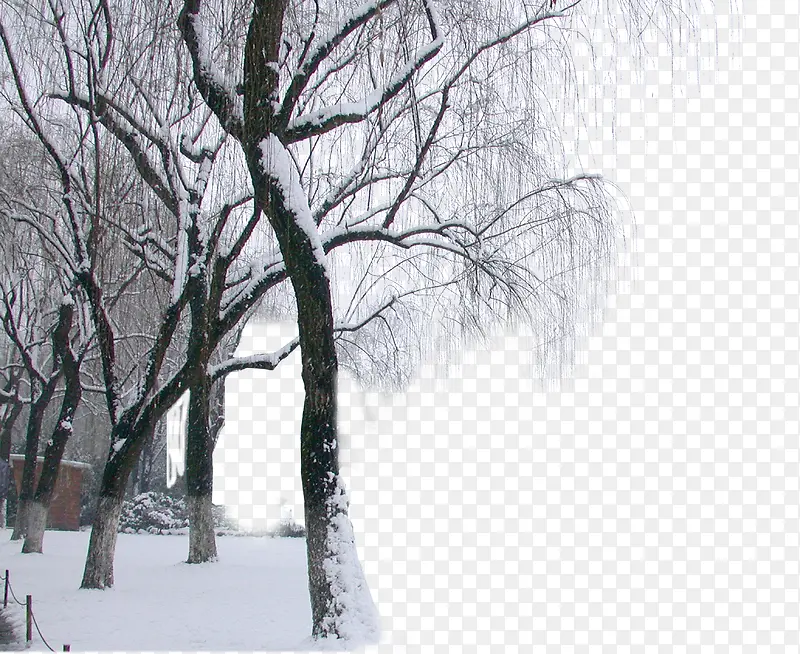 雪后公园树林风景