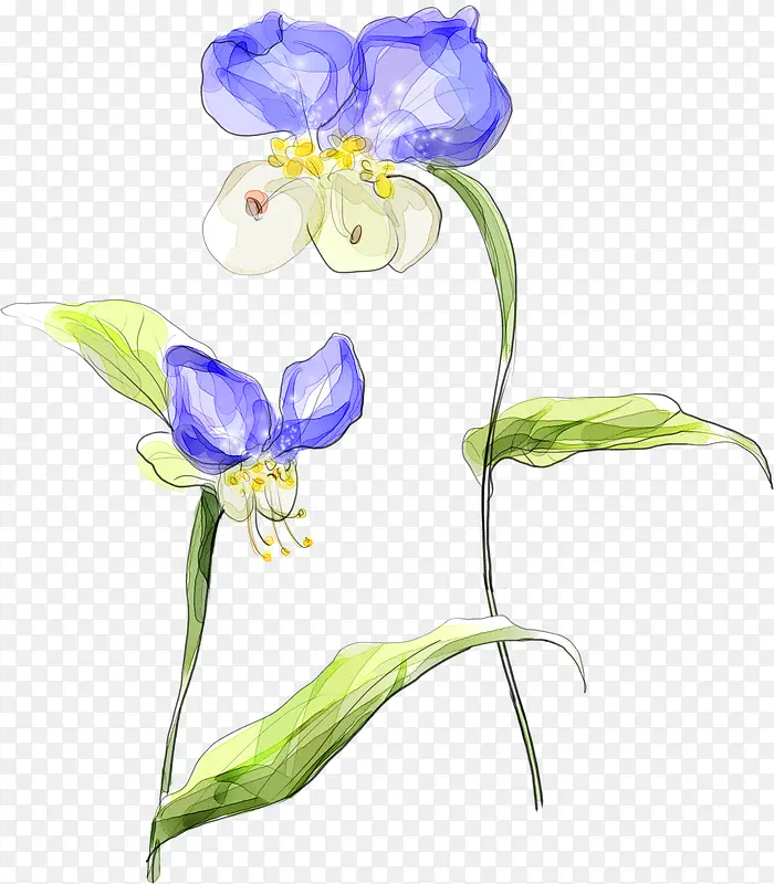 手绘紫罗兰花卉海报
