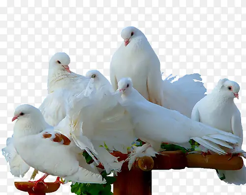 高清摄影广场上的白鸽