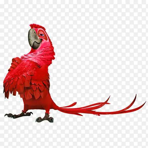 红色鹦鹉装饰图案