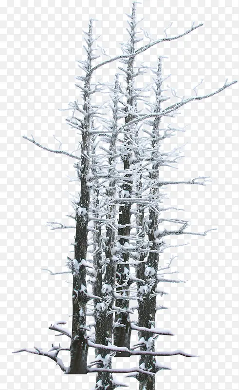 冬季冰花树枝装饰