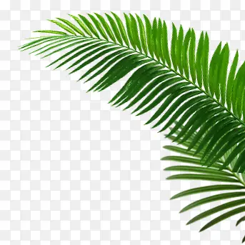 高清摄影绿色的植物棕榈叶