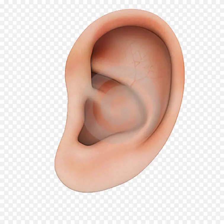 人耳朵构造