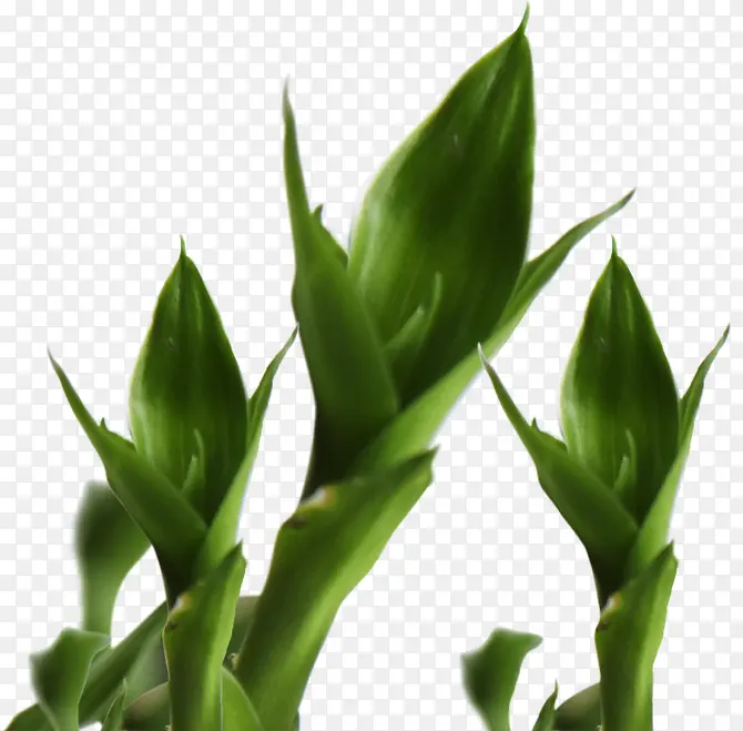 绿色生长植物春天