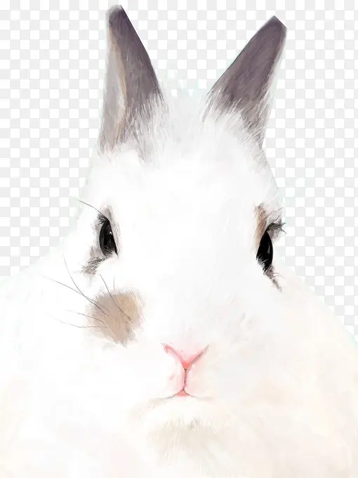 工笔兔子