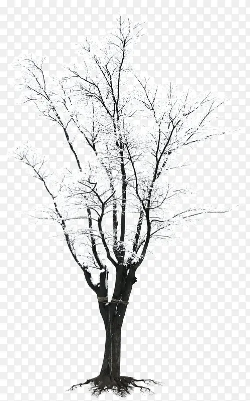 白色郊外树木冬日