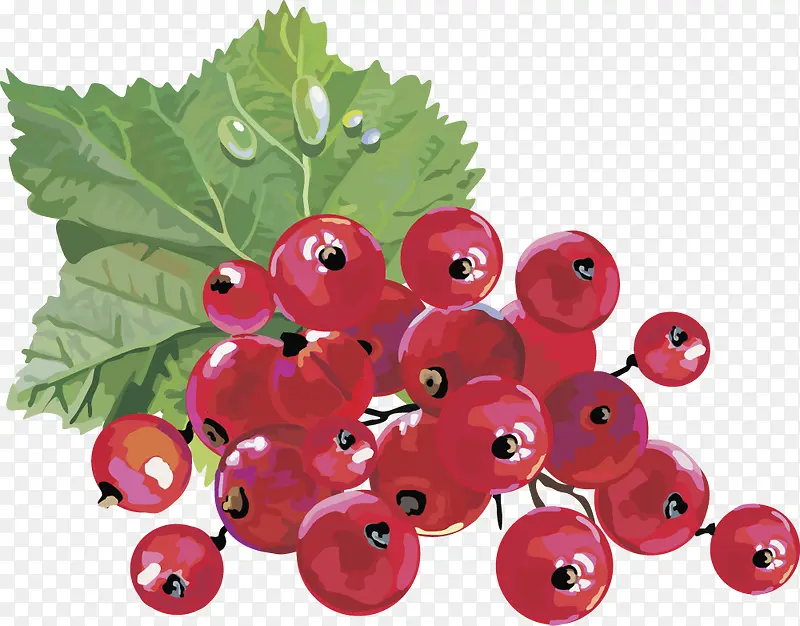 水果矢量图灯笼果蔓越莓