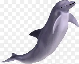 动物可爱灰色海豚