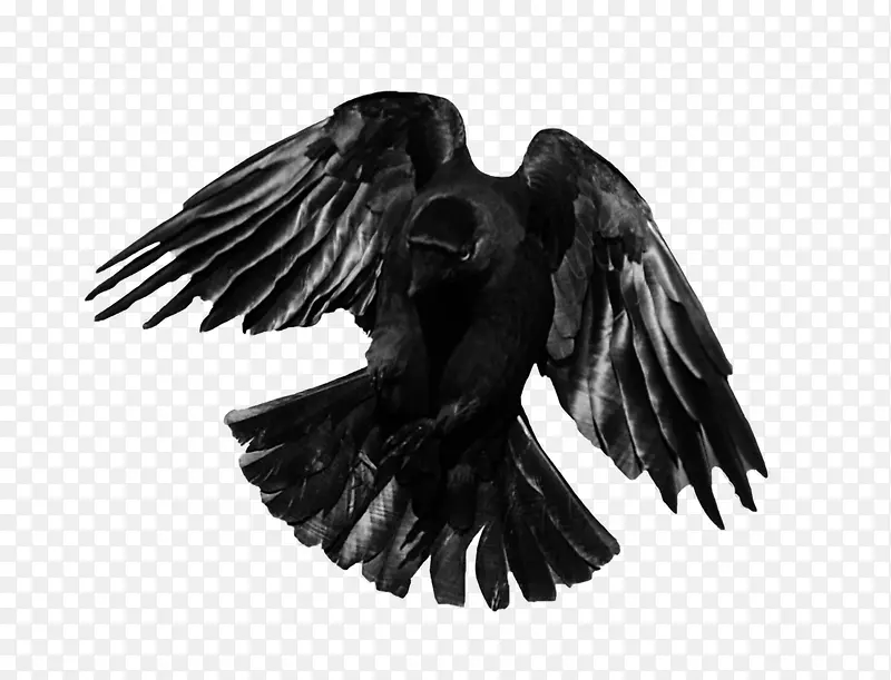 黑色乌鸦