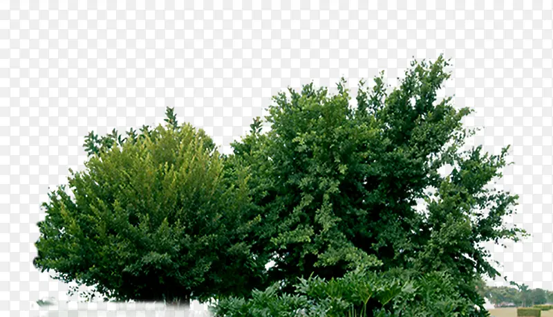 绿色高清摄影灌木丛