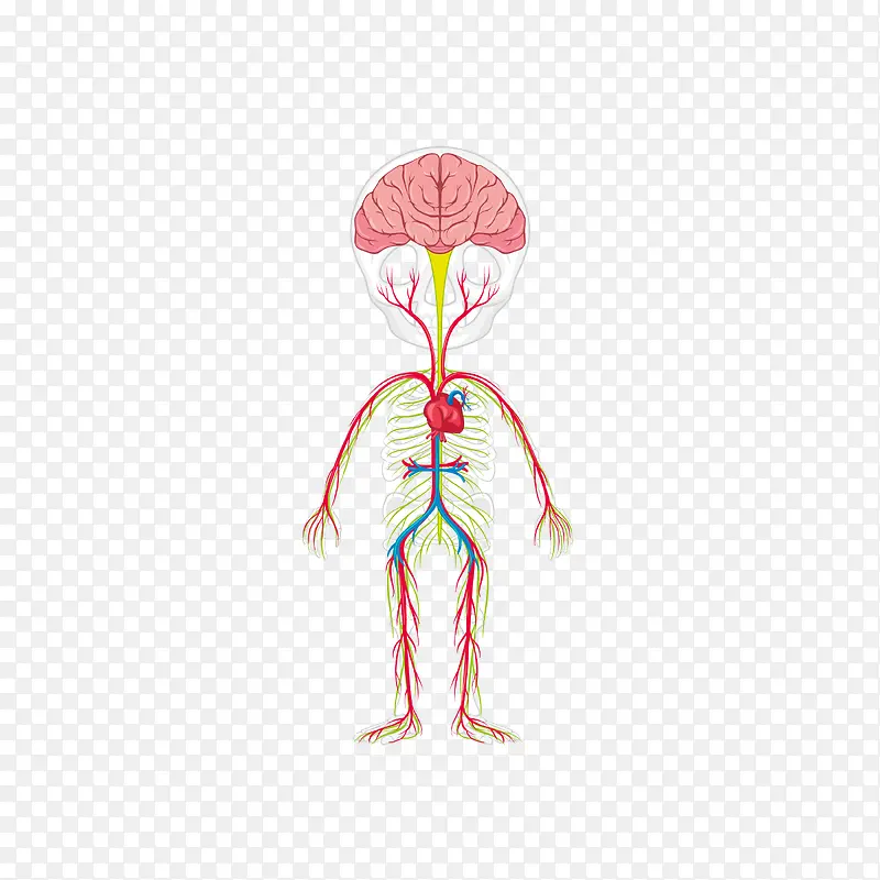 卡通风格人体血管矢量图