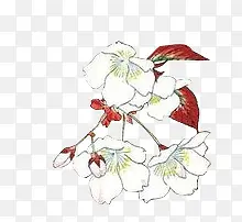 红叶白花手绘白花