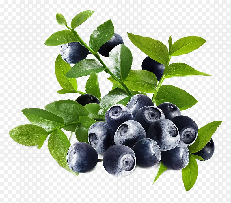 绿叶美味营养蓝莓