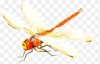 卡通水彩蜻蜓昆虫