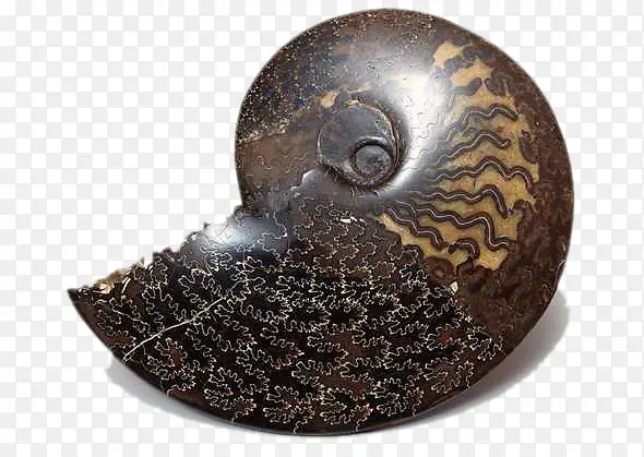 蜗牛化石