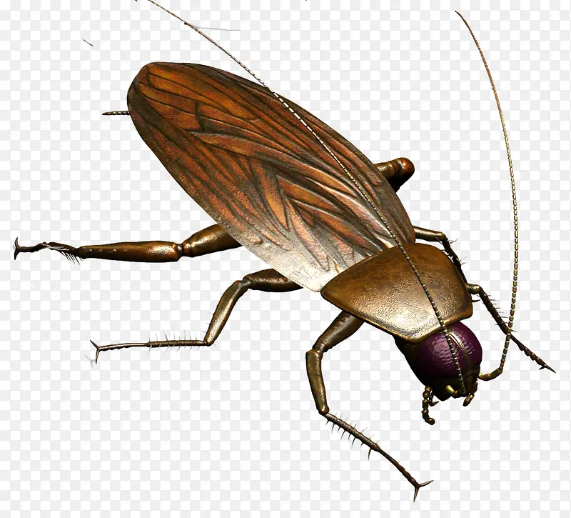 卡通绘画昆虫蟑螂