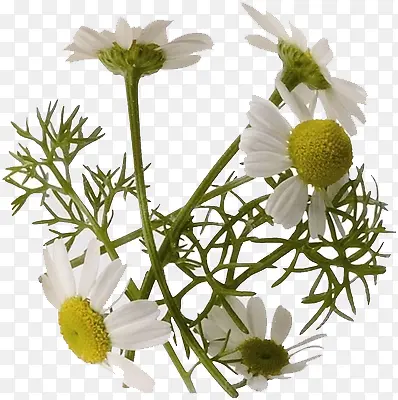 洋甘菊