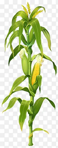 卡通成熟玉米植物