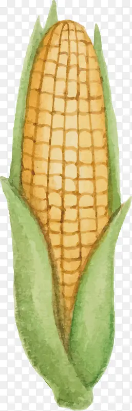 手绘玉米