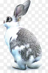 冬季兔子海报素材