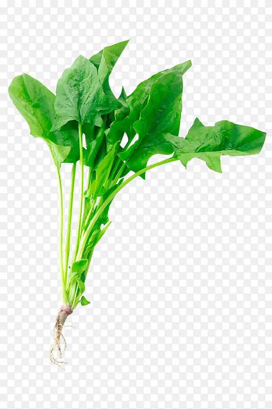 菠菜图片素材