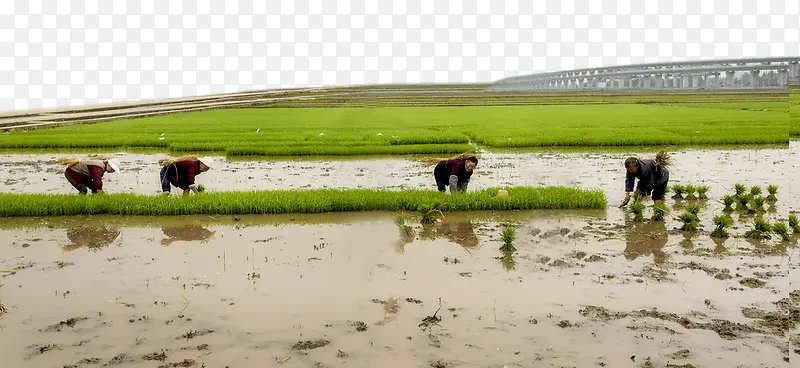 人们正在插秧