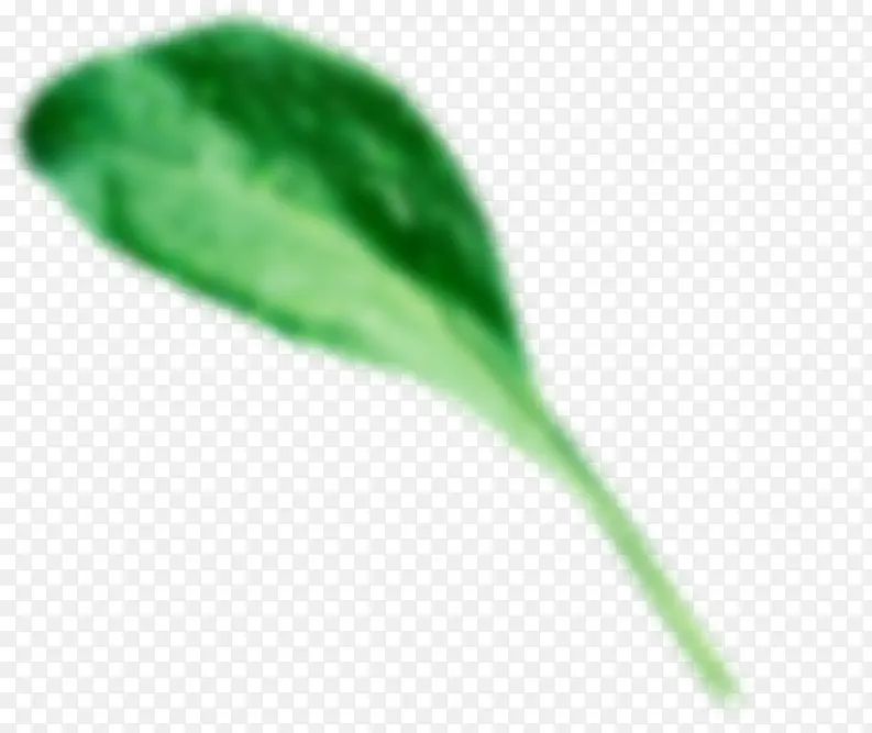 绿色菠菜图片