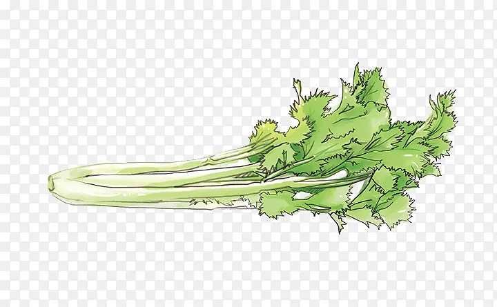 绿色芹菜