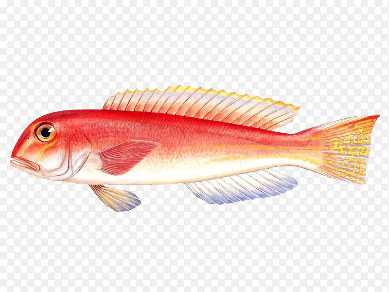 红鱼