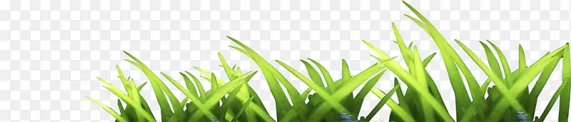 夏日绿色野草