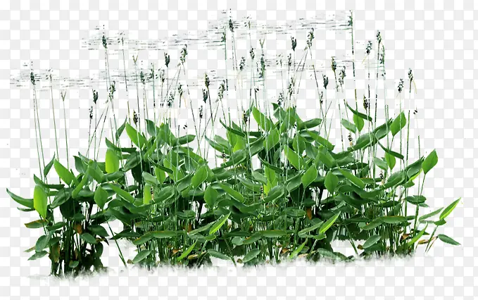 绿色树叶植物景观