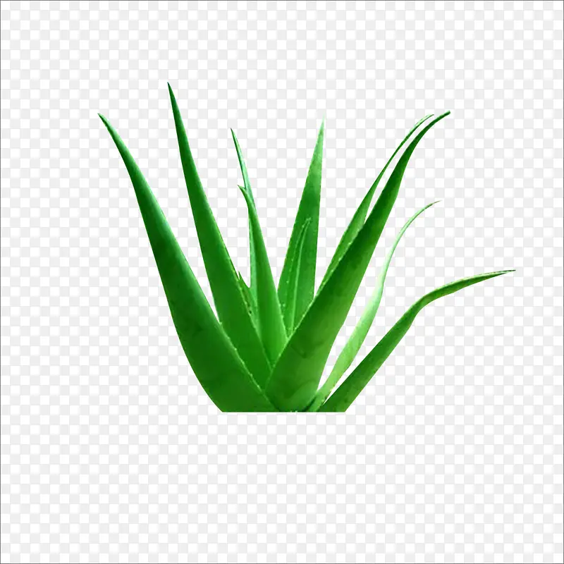 芦荟