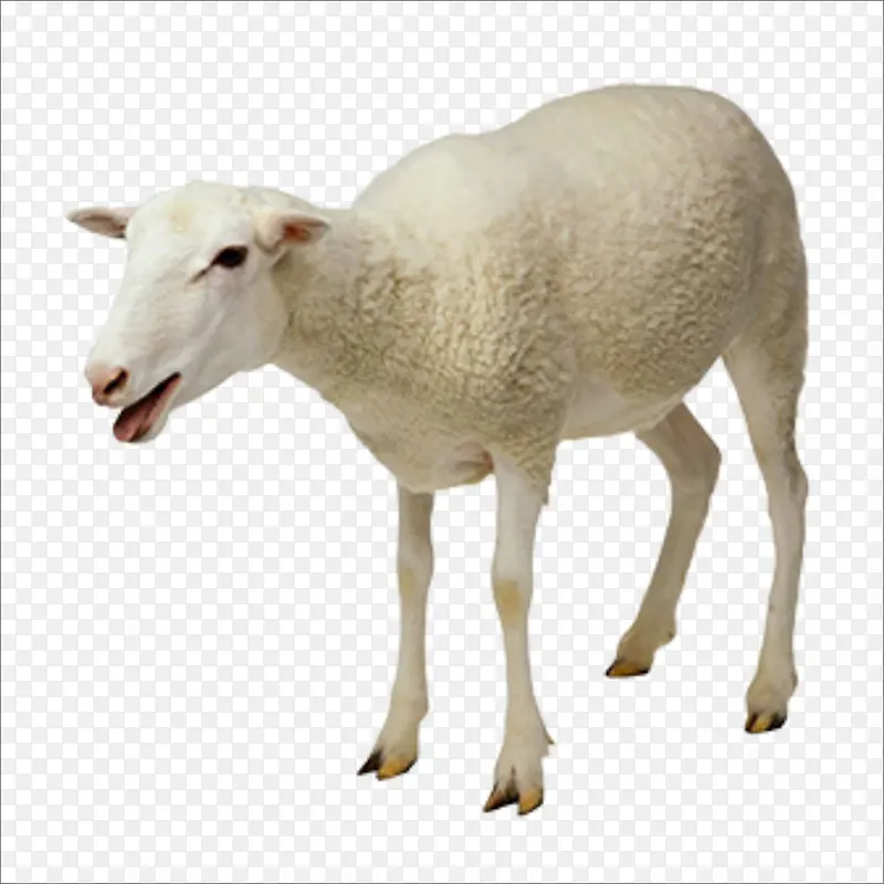 绵羊