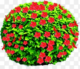 红色小花植物装饰
