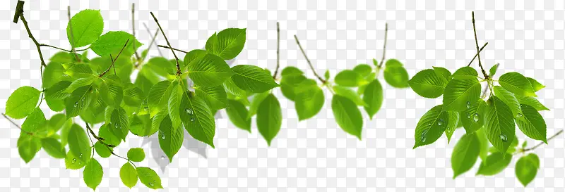 春天绿色光效植物树叶