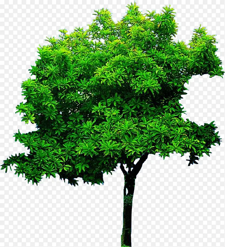 高清绿色树叶植物装饰