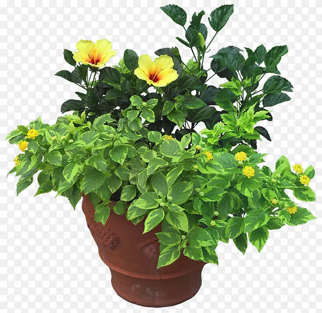 植物小黄花花朵