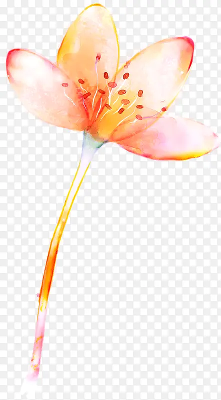 梦幻唯美小花植物