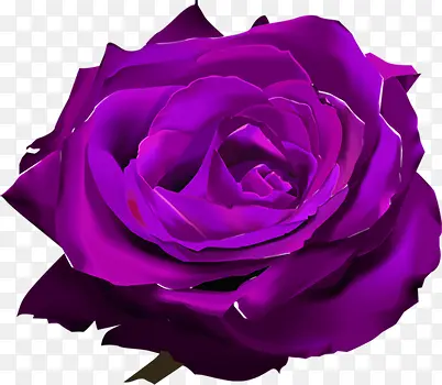 紫色玫瑰花艺术背景