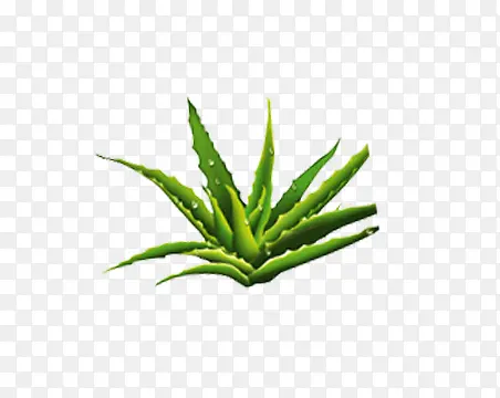 芦荟